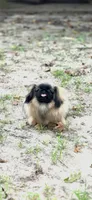 Rolex , a male Pekingese for sale in Conroe, TX – 6 of 9