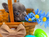 Mini boy, a male French Bulldog for sale in Conroe, TX – Photo 3 of 10