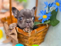 Mini boy, a male French Bulldog for sale in Conroe, TX – Photo 9 of 10