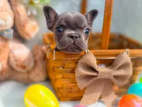 Mini boy, a male French Bulldog for sale in Conroe, TX – Photo 7 of 10