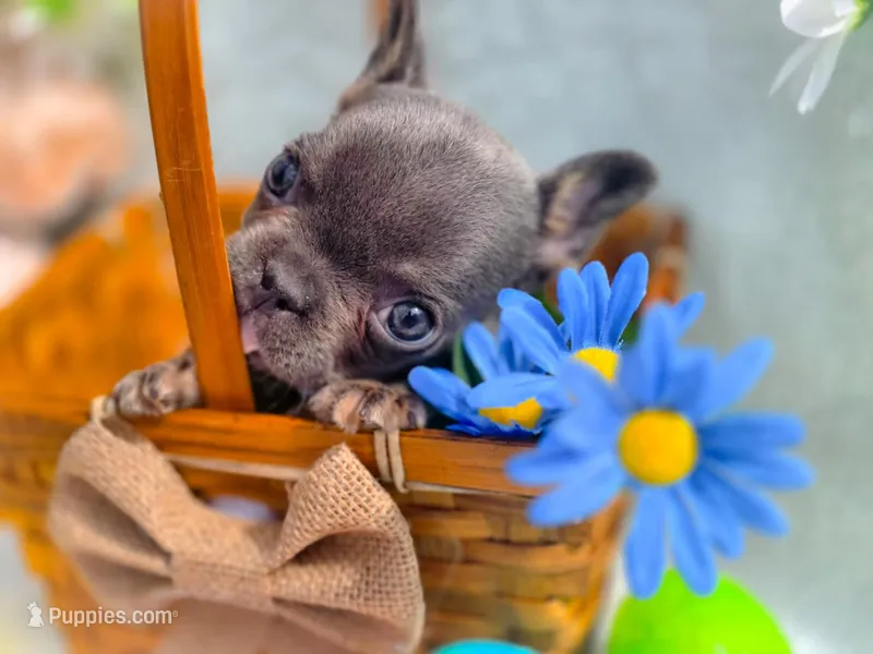 Mini boy, a male French Bulldog for sale in Conroe, TX – Photo 1 of 10