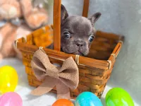 Mini boy, a male French Bulldog for sale in Conroe, TX – Photo 8 of 10