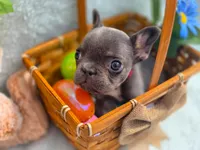 Mini boy, a male French Bulldog for sale in Conroe, TX – Photo 6 of 10