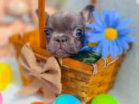Mini boy, a male French Bulldog for sale in Conroe, TX – Photo 10 of 10
