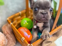 Mini boy, a male French Bulldog for sale in Conroe, TX – Photo 2 of 10