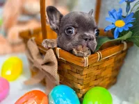 Mini boy, a male French Bulldog for sale in Conroe, TX – Photo 5 of 10