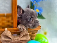Mini boy, a male French Bulldog for sale in Conroe, TX – Photo 4 of 10
