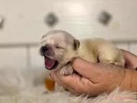 Green collar boy sleeve (tcup), a male Pekingese for sale in Conroe, TX – Photo 8 of 9