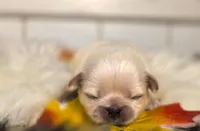 Green collar boy sleeve (tcup), a male Pekingese for sale in Conroe, TX – Photo 2 of 9