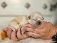 Green collar boy sleeve (tcup), a male Pekingese for sale in Conroe, TX – Photo 9 of 9