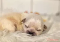 Green collar boy sleeve (tcup), a male Pekingese for sale in Conroe, TX – Photo 4 of 9