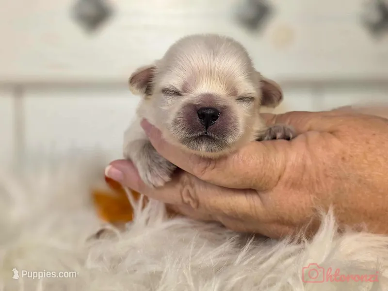 Green collar boy sleeve (tcup)