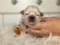 Green collar boy sleeve (tcup), a male Pekingese for sale in Conroe, TX – Photo 1 of 9