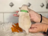 Green collar boy sleeve (tcup), a male Pekingese for sale in Conroe, TX – Photo 5 of 9