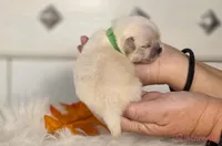 Green collar boy sleeve (tcup), a male Pekingese for sale in Conroe, TX – Photo 3 of 9