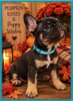 Mr Spot , a male French Bulldog for sale in Conroe, TX – 2 of 5