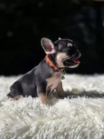 Orange collar, a female French Bulldog for sale in Conroe, TX – Photo 3 of 9