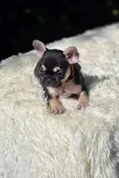 Orange collar, a female French Bulldog for sale in Conroe, TX – Photo 2 of 9