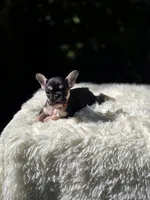 Orange collar, a female French Bulldog for sale in Conroe, TX – Photo 4 of 9