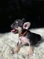 Orange collar, a female French Bulldog for sale in Conroe, TX – Photo 8 of 9