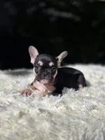 Orange collar, a female French Bulldog for sale in Conroe, TX – Photo 6 of 9