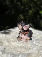 Orange collar, a female French Bulldog for sale in Conroe, TX – Photo 5 of 9