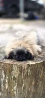 Rolex , a male Pekingese for sale in Conroe, TX – 7 of 9