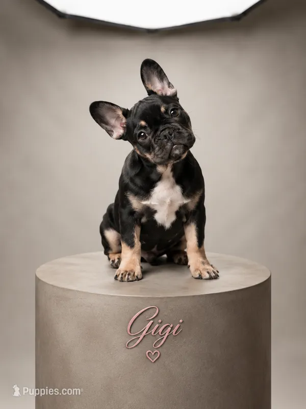 Gigi – French Bulldog puppy for sale in Conroe, TX