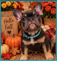 Mr Spot , a male French Bulldog for sale in Conroe, TX – 5 of 5