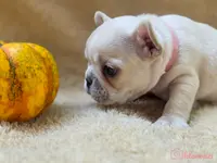 Taz's pink collar, a female French Bulldog for sale in Conroe, TX – Photo 10 of 10