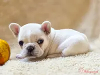 Taz's pink collar, a female French Bulldog for sale in Conroe, TX – Photo 9 of 10