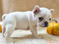 Taz's pink collar, a female French Bulldog for sale in Conroe, TX – Photo 4 of 10