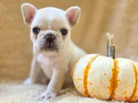 Taz's pink collar, a female French Bulldog for sale in Conroe, TX – Photo 8 of 10