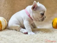 Taz's pink collar, a female French Bulldog for sale in Conroe, TX – Photo 3 of 10