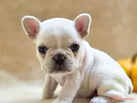 Taz's pink collar, a female French Bulldog for sale in Conroe, TX – Photo 2 of 10