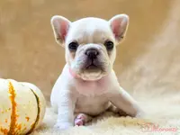 Taz's pink collar, a female French Bulldog for sale in Conroe, TX – Photo 1 of 10