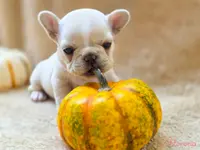 Taz's pink collar, a female French Bulldog for sale in Conroe, TX – Photo 6 of 10