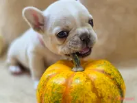 Taz's pink collar, a female French Bulldog for sale in Conroe, TX – Photo 7 of 10