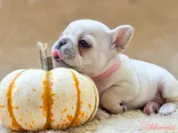 Taz's pink collar, a female French Bulldog for sale in Conroe, TX – Photo 5 of 10