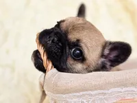 Fawn black Mask boy, a male French Bulldog for sale in Conroe, TX – Photo 6 of 10