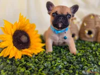 Fawn black Mask boy, a male French Bulldog for sale in Conroe, TX – Photo 7 of 10