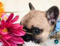 Fawn black Mask boy, a male French Bulldog for sale in Conroe, TX – Photo 9 of 10
