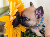 Fawn black Mask boy, a male French Bulldog for sale in Conroe, TX – Photo 8 of 10