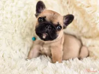 Fawn black Mask boy, a male French Bulldog for sale in Conroe, TX – Photo 1 of 10