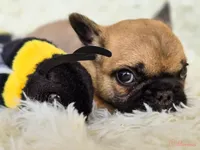 Fawn black Mask boy, a male French Bulldog for sale in Conroe, TX – Photo 3 of 10