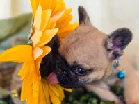 Fawn black Mask boy, a male French Bulldog for sale in Conroe, TX – Photo 10 of 10