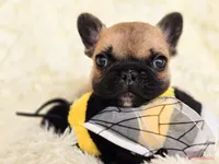 Fawn black Mask boy, a male French Bulldog for sale in Conroe, TX – Photo 5 of 10