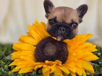 Fawn black Mask boy, a male French Bulldog for sale in Conroe, TX – Photo 2 of 10