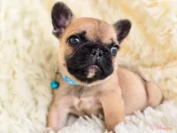 Fawn black Mask boy, a male French Bulldog for sale in Conroe, TX – Photo 4 of 10