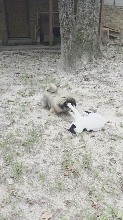 Rolex , a male Pekingese for sale in Conroe, TX – 9 of 9